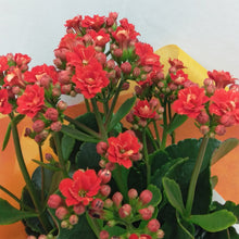 Load image into Gallery viewer, Kalanchoe Plant
