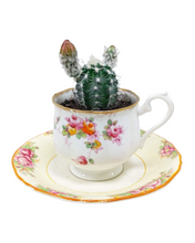 Load image into Gallery viewer, China Potted Cactus
