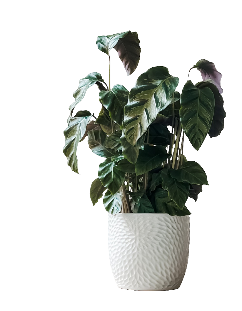 Indoor Plant