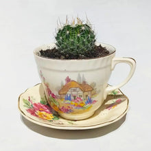 Load image into Gallery viewer, China Potted Cactus
