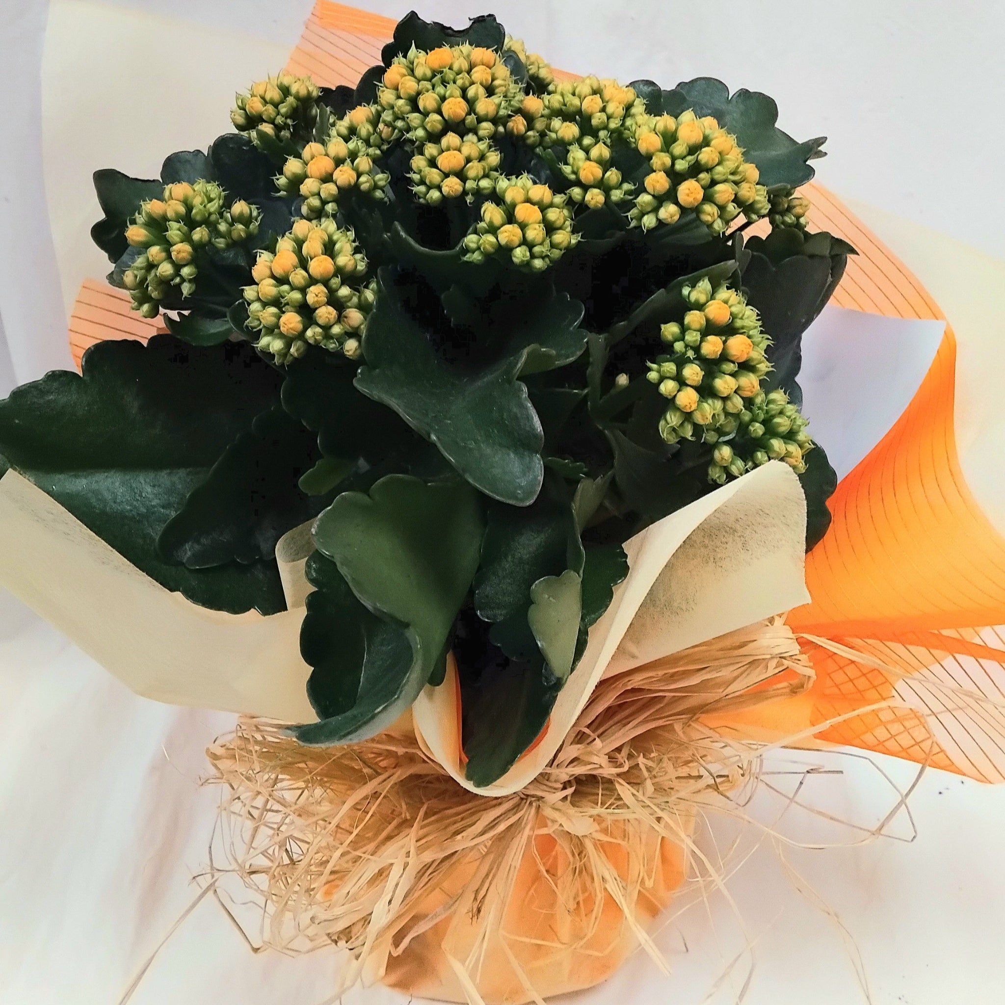 Kalanchoe Plant