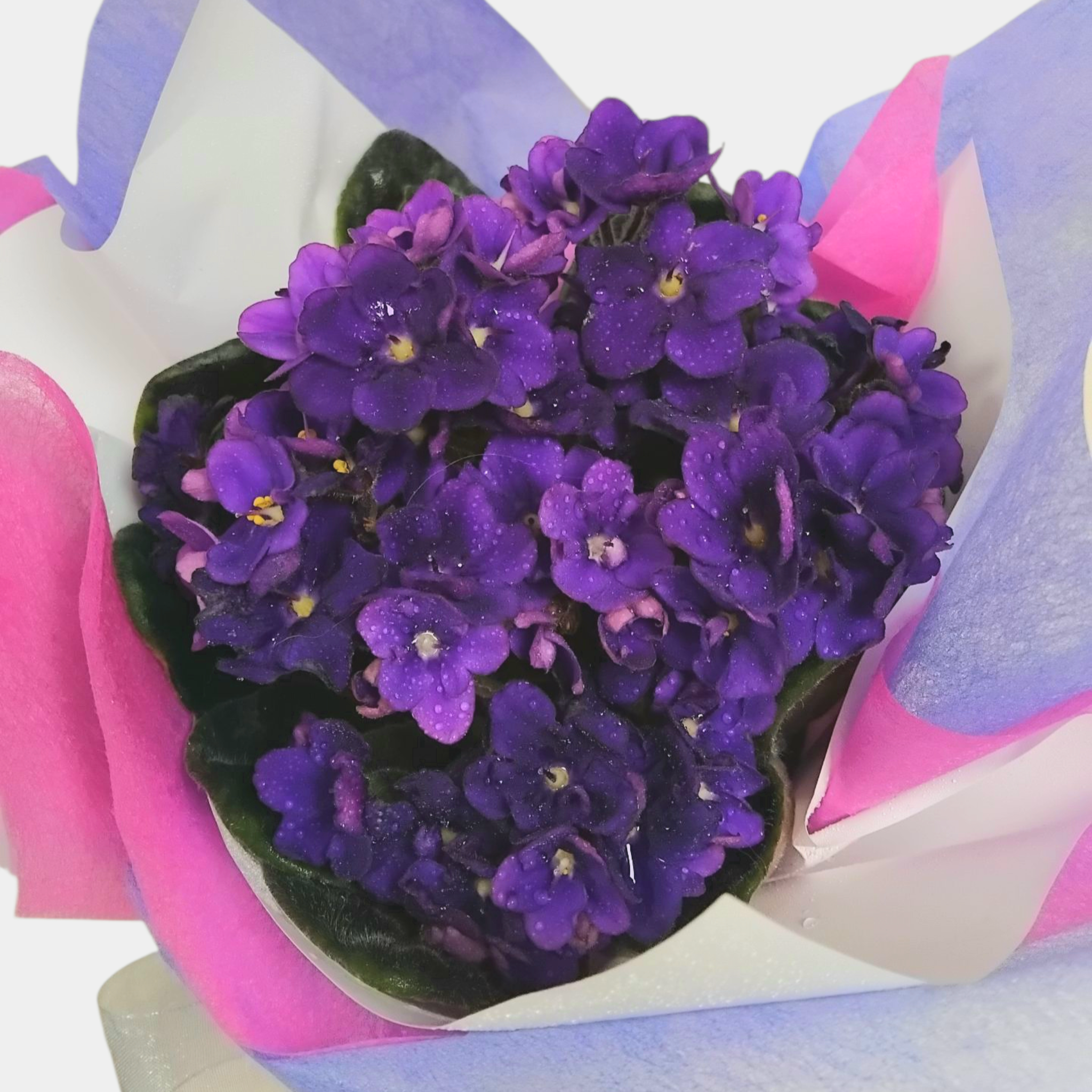 African Violet Plant