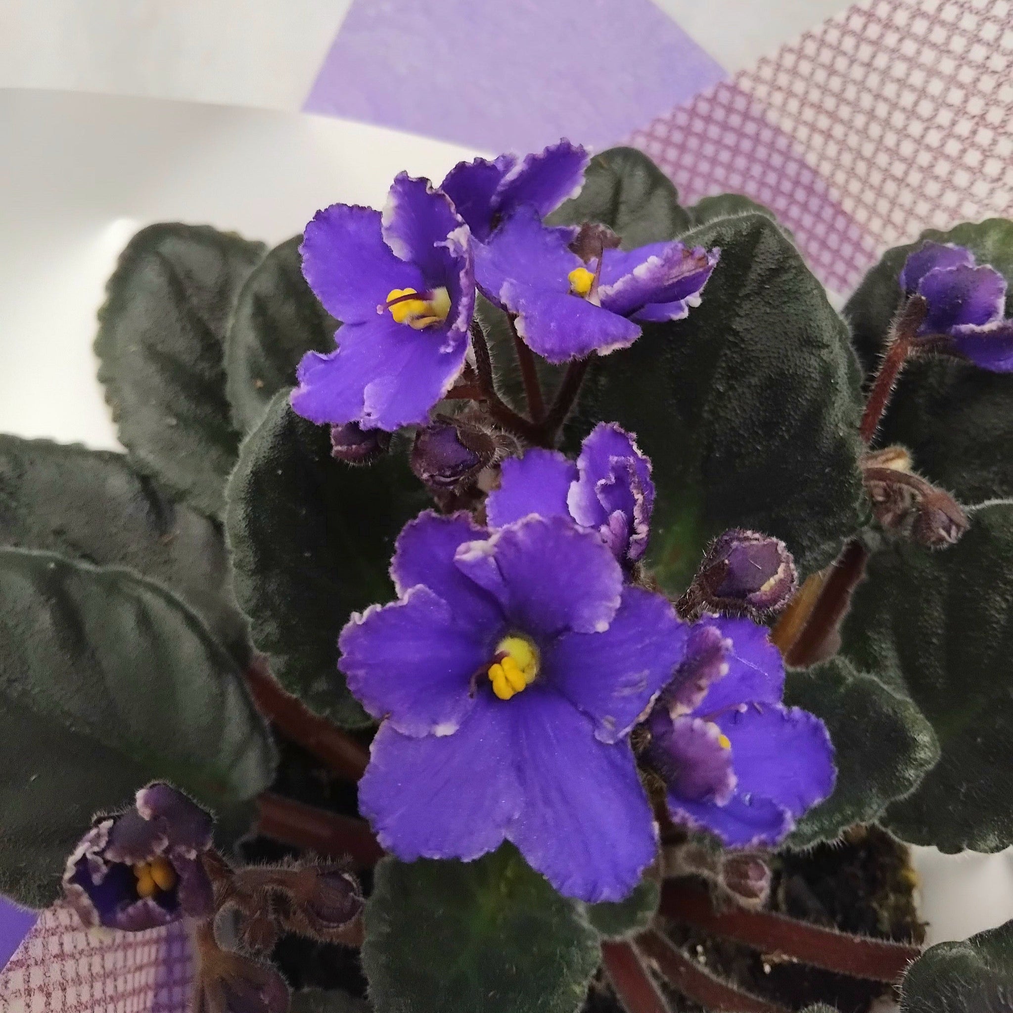 African Violet Plant