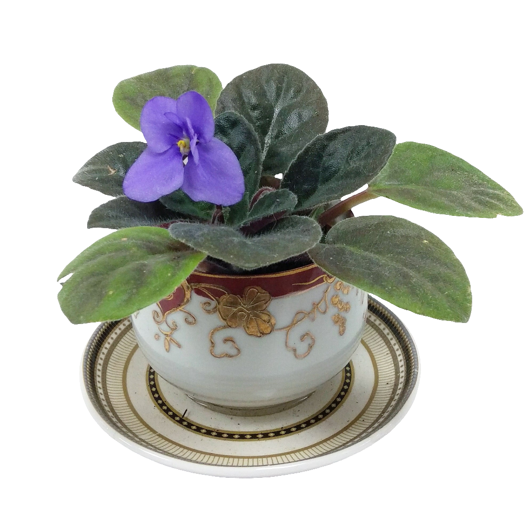Potted Indoor Plant