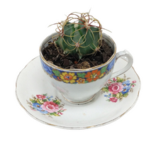 Load image into Gallery viewer, China Potted Cactus
