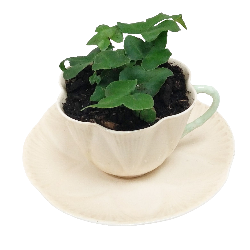 Potted Indoor Plant