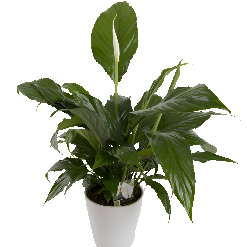 Peace Lily Plant