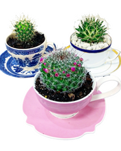Load image into Gallery viewer, China Potted Cactus
