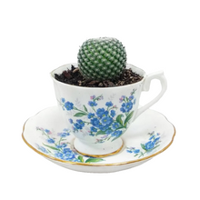 Load image into Gallery viewer, China Potted Cactus
