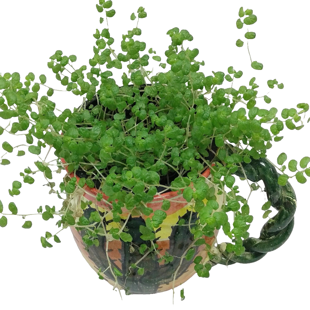 Potted Indoor Plant