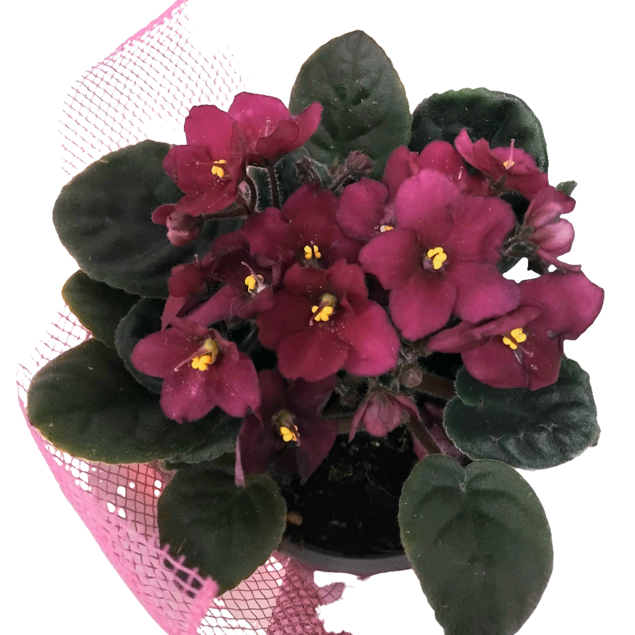 African Violet Plant