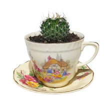 Load image into Gallery viewer, China Potted Cactus
