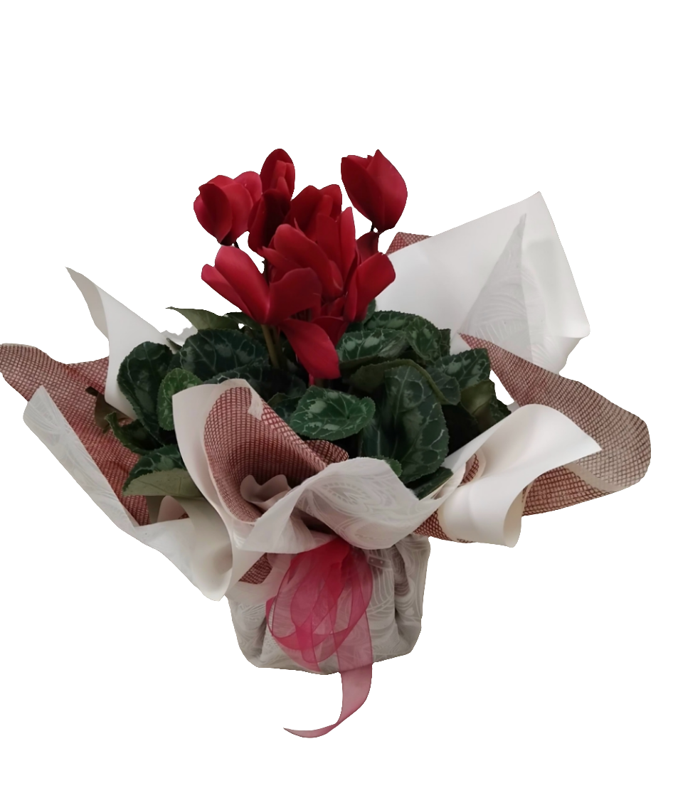 Cyclamen Plant