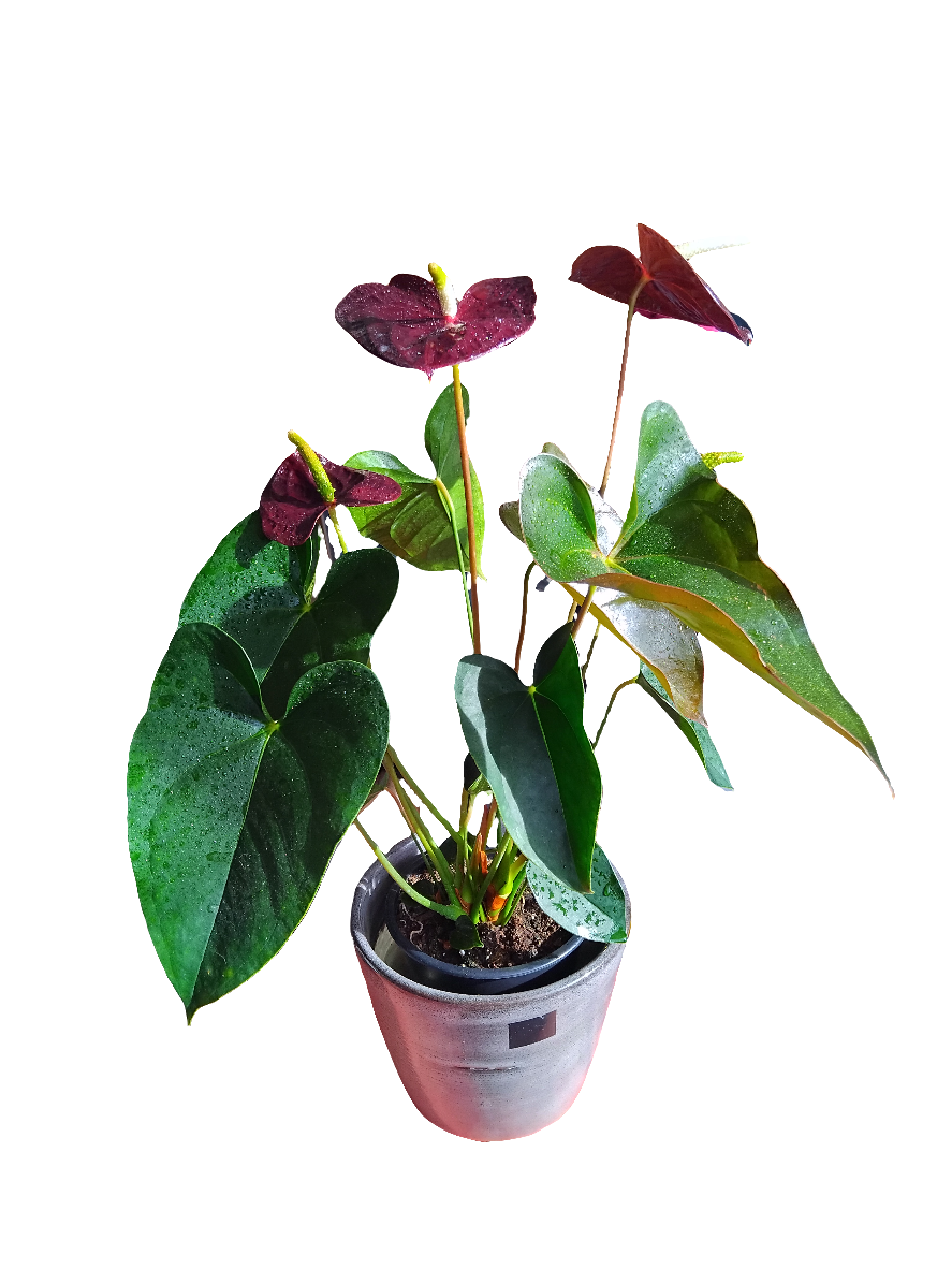 Indoor Plant