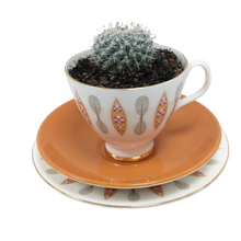 Load image into Gallery viewer, China Potted Cactus
