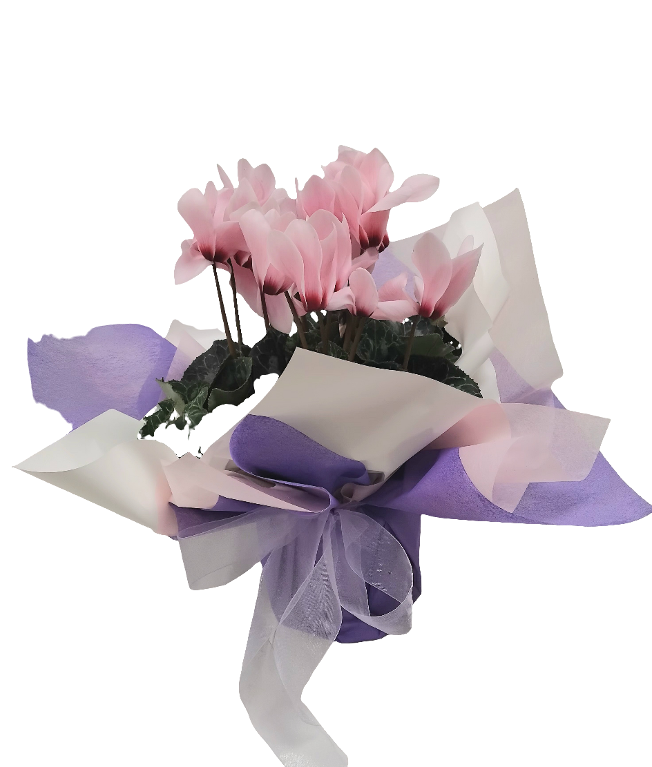 Cyclamen Plant