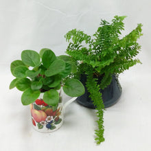 Load image into Gallery viewer, Potted Indoor Plant
