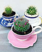 Load image into Gallery viewer, China Potted Cactus
