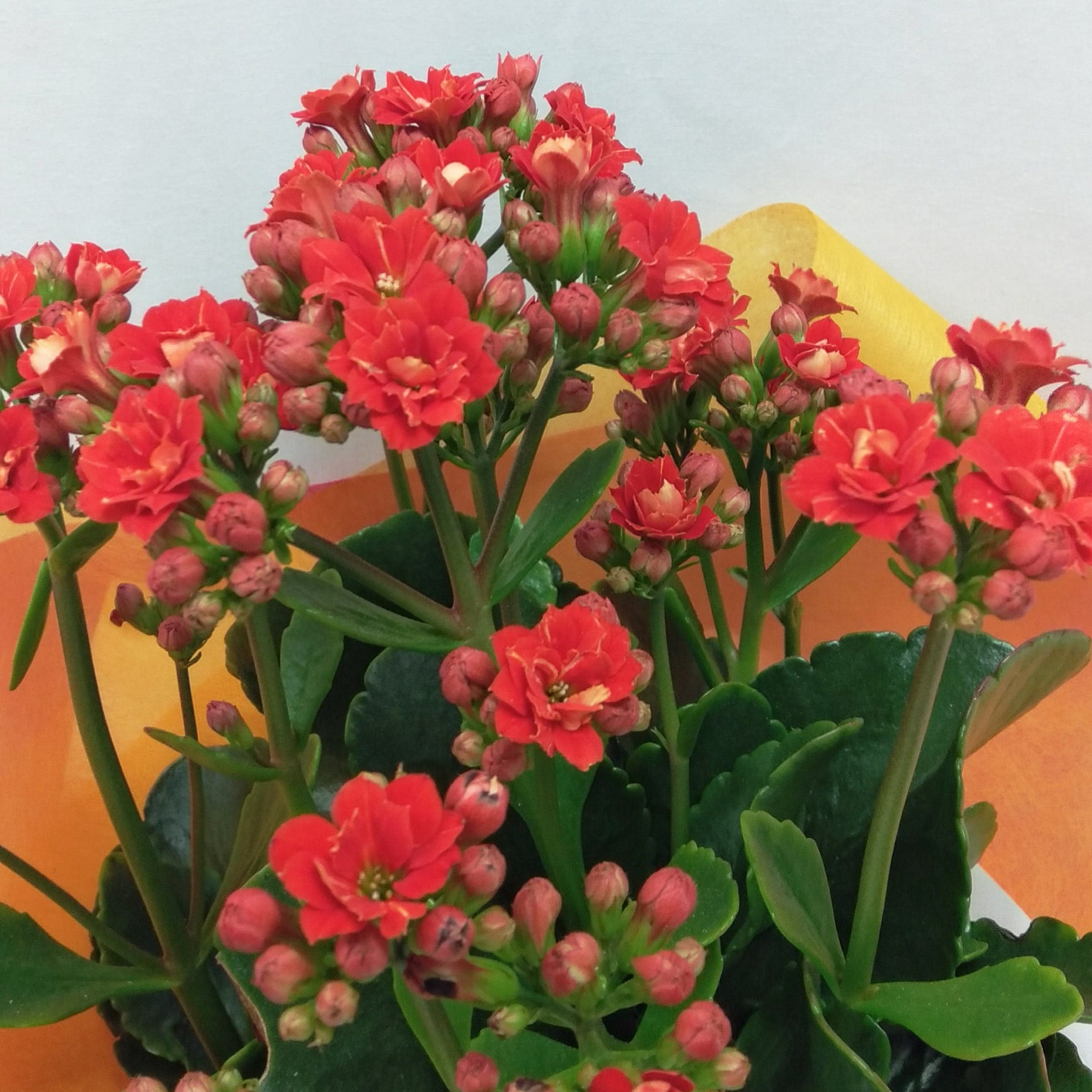 Kalanchoe Plant