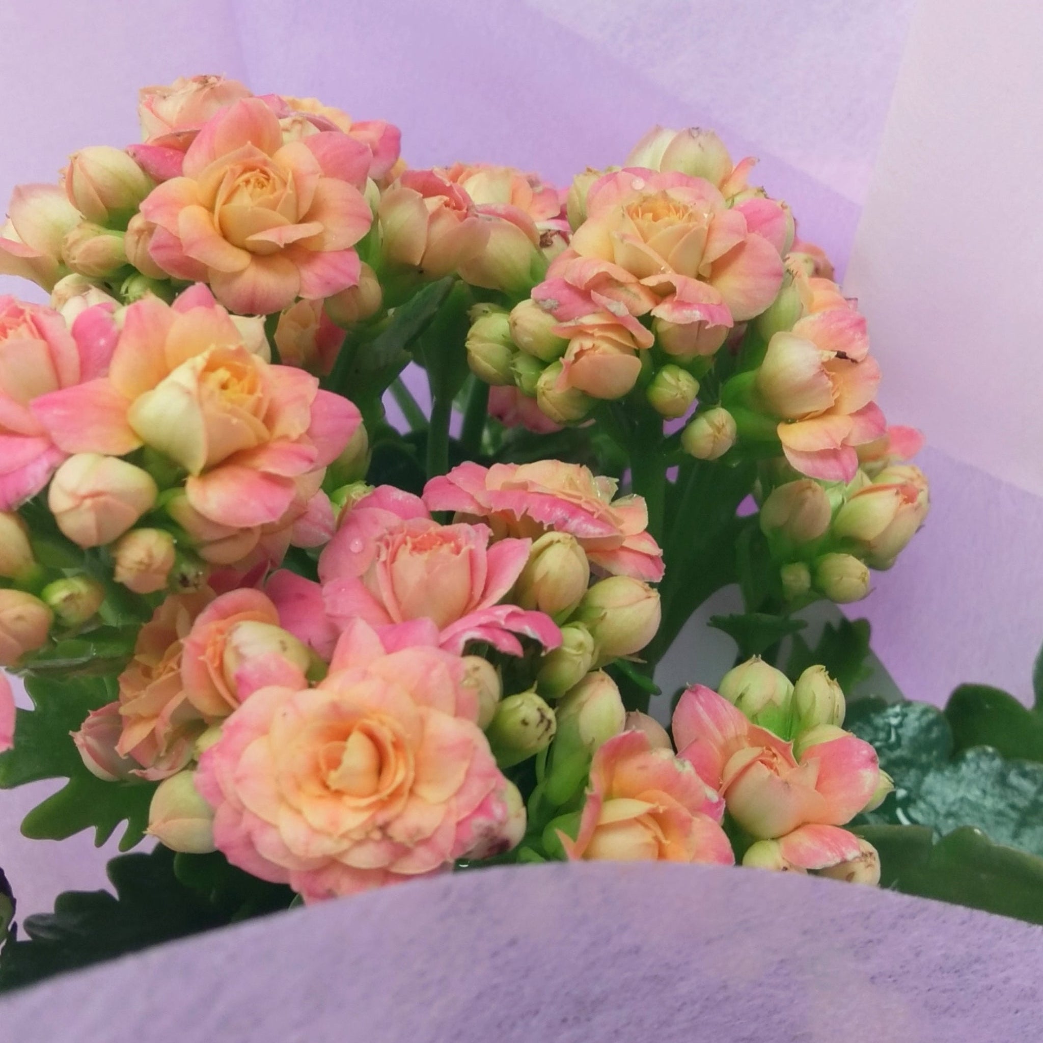Kalanchoe Plant