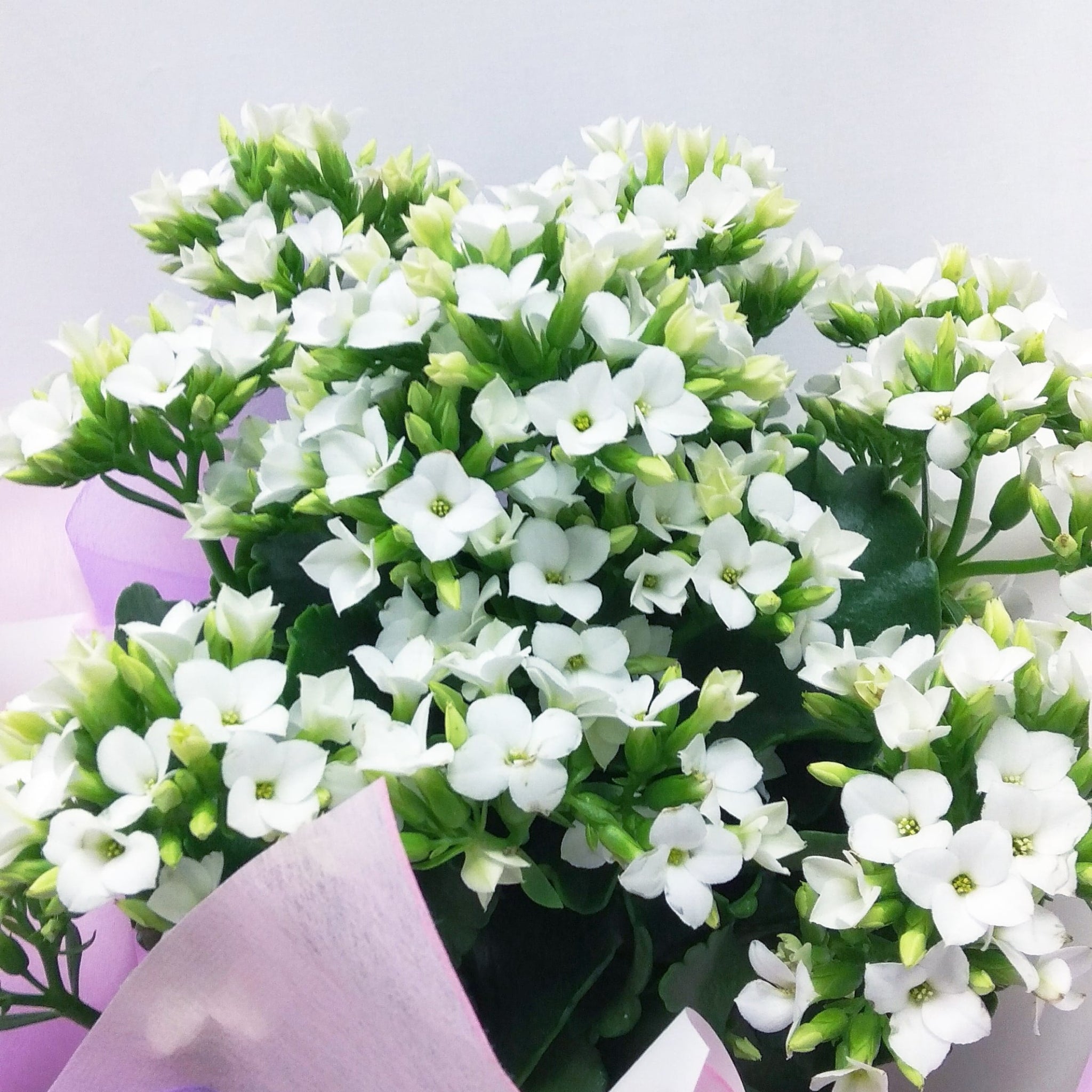 Kalanchoe Plant