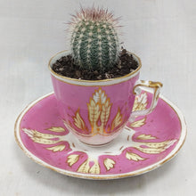 Load image into Gallery viewer, China Potted Cactus
