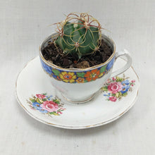 Load image into Gallery viewer, China Potted Cactus
