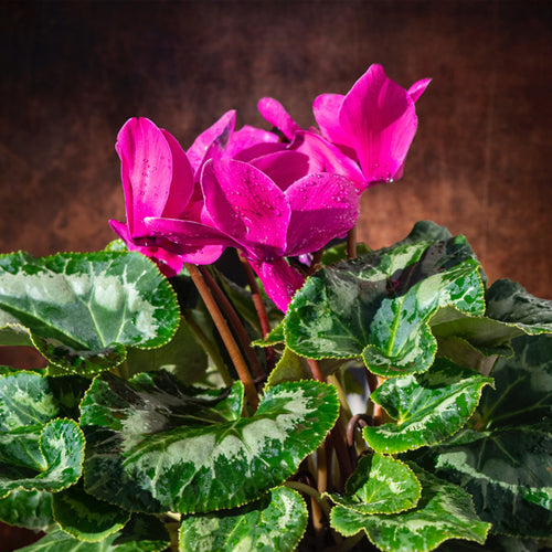 Cyclamen plant gift wrapped from Lower Hutt florist