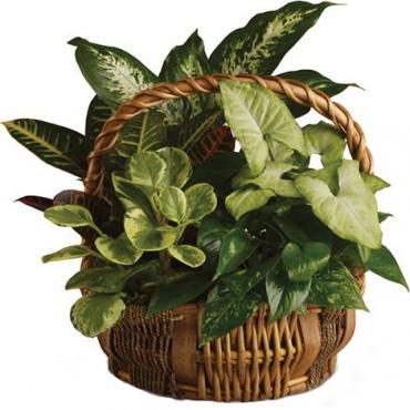 Gift basket of gorgeous green living plants