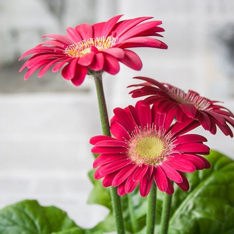 Gerbera plant gift wrapped from Lower Hutt florist