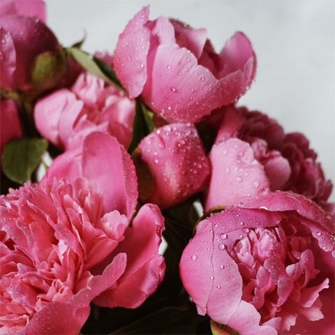 Beautiful bunch of seasonal peonies flowers from Lower Hutt Florist