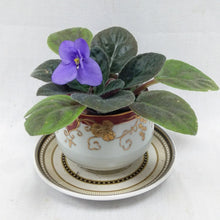 Load image into Gallery viewer, Potted Indoor Plant
