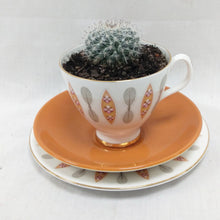 Load image into Gallery viewer, China Potted Cactus
