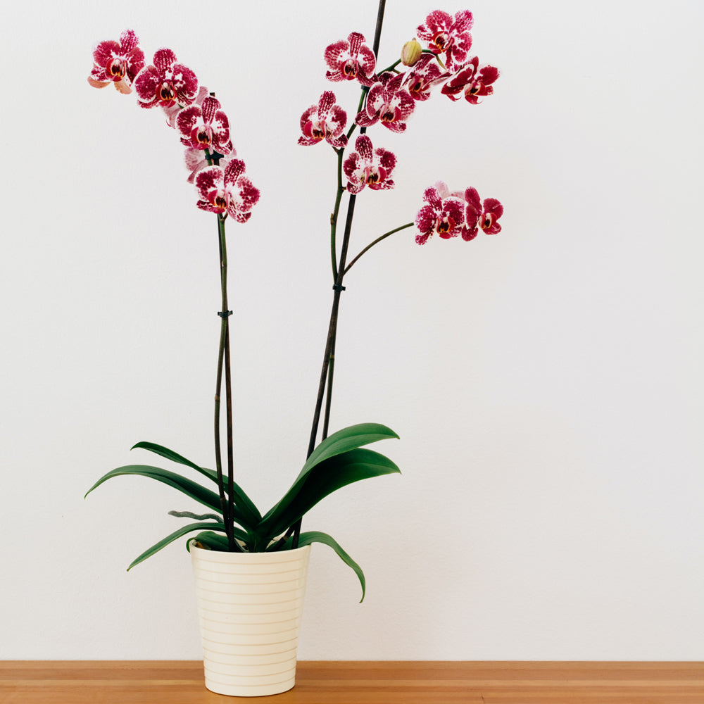 Elegant orchid plant gift from Lower Hutt florist