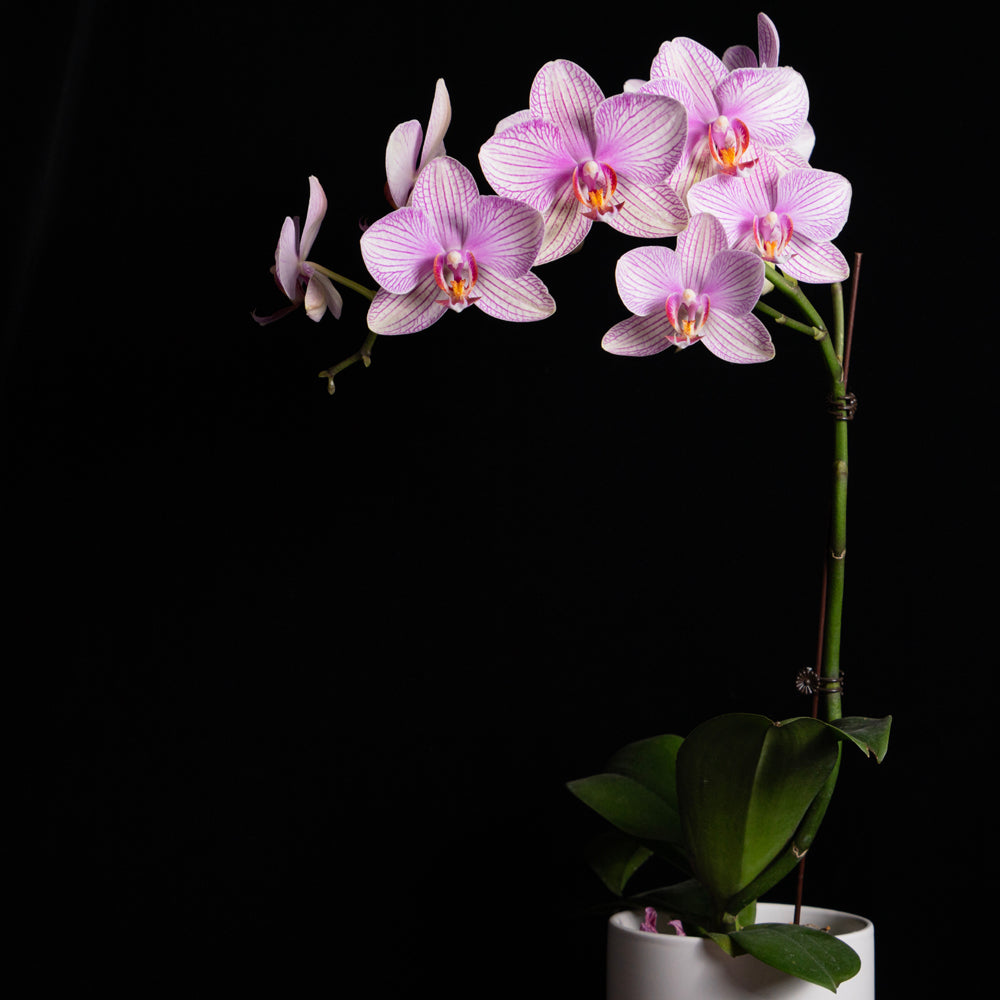 Elegant orchid plant gift from Lower Hutt florist