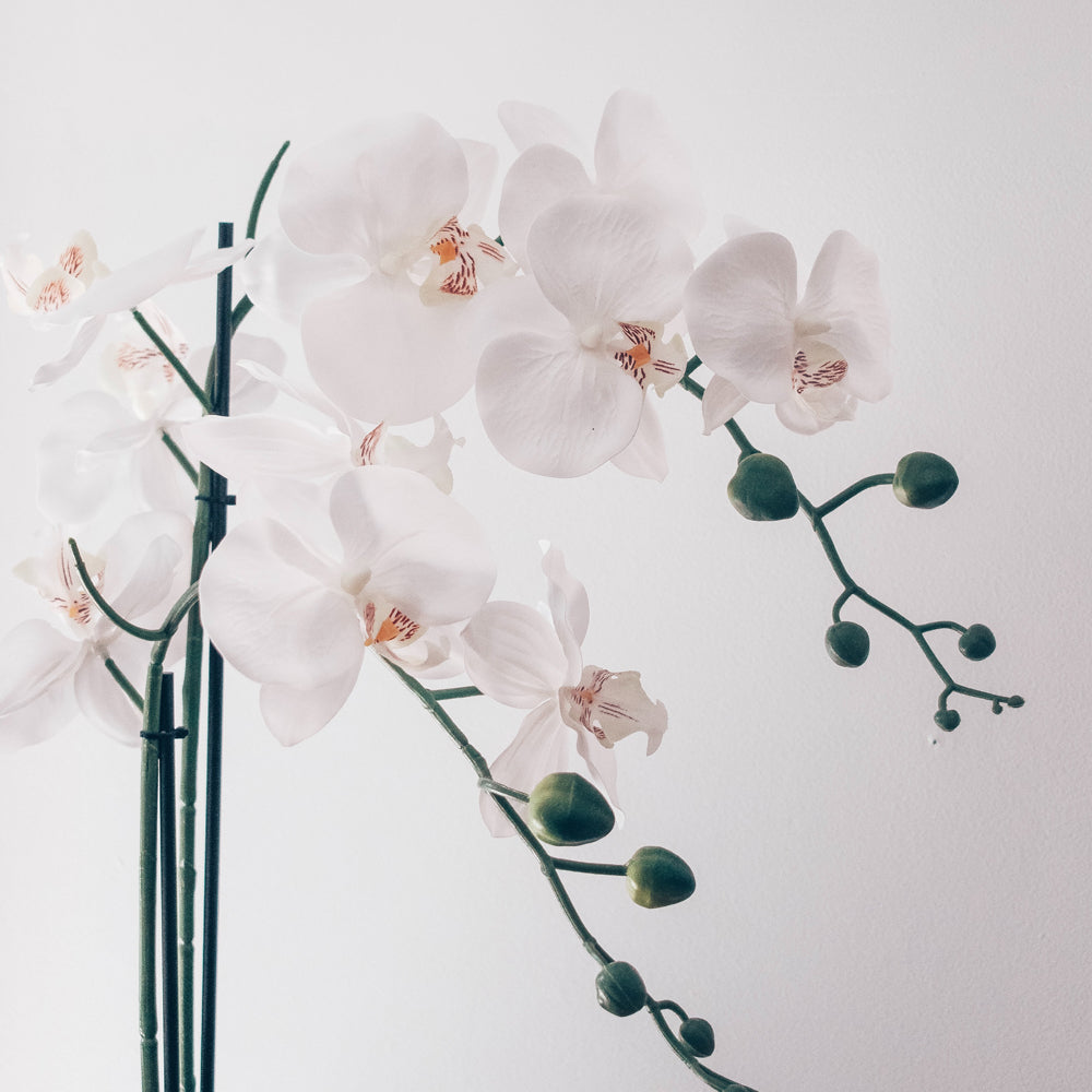 Phalaenopsis Orchid Plant