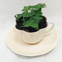 Load image into Gallery viewer, Potted Indoor Plant
