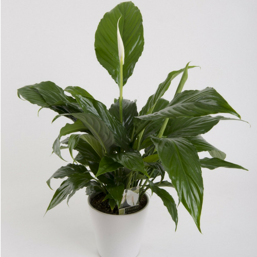 Peace lily gift plant from Lower Hutt florist