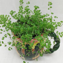 Load image into Gallery viewer, Potted Indoor Plant
