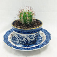 Load image into Gallery viewer, China Potted Cactus
